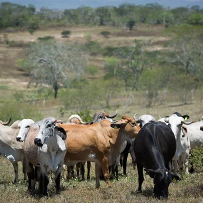 LCA se destaca como elo entre governo, agro e bancos no cenário econômico atual