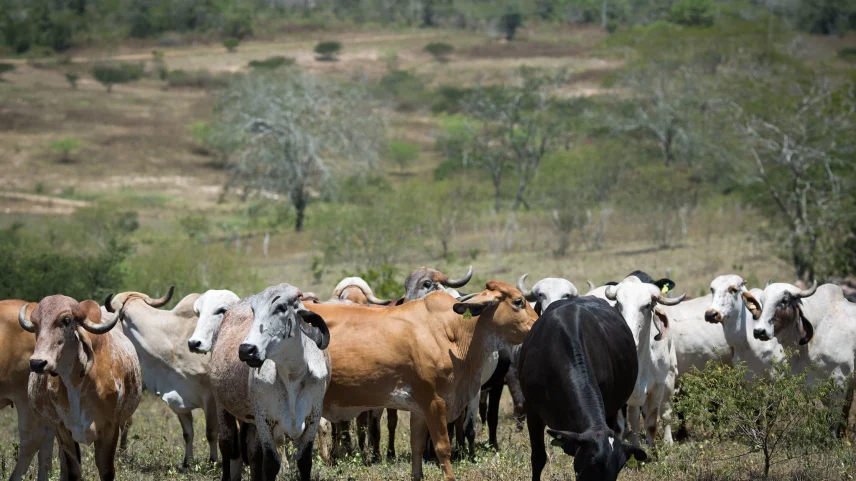 Wenderson Araujo/Confederação da Agricultura e Pecuária do Brasil