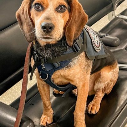 Turista é preso após chutar cão farejador na alfândega de aeroporto nos EUA