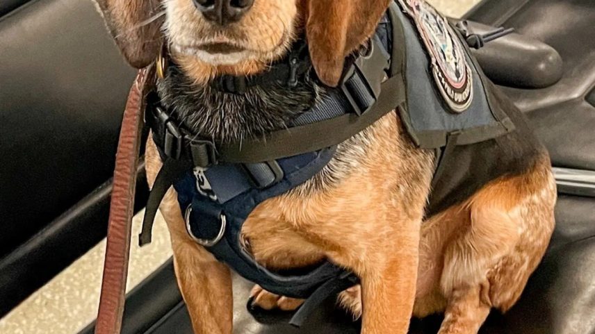 Turista chuta cão farejador da alfândega e acaba preso em aeroporto nos EUA (Foto: U.S. Customs and Border Protection)