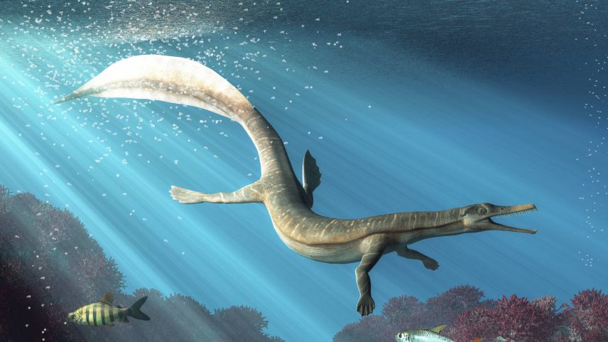 Ilustração de um Mesosaurus; um fóssil do réptil está entre os quatro que serão devolvidos ao Brasil (Foto: Daniel Eskridge/AdobeStock)