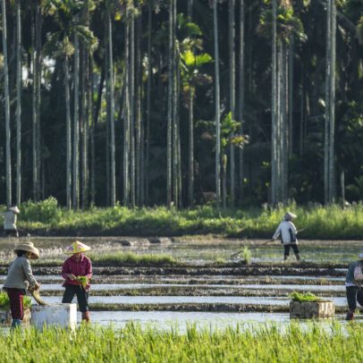 Arroz se adapta melhor às mudanças climáticas e garante colheitas sustentáveis