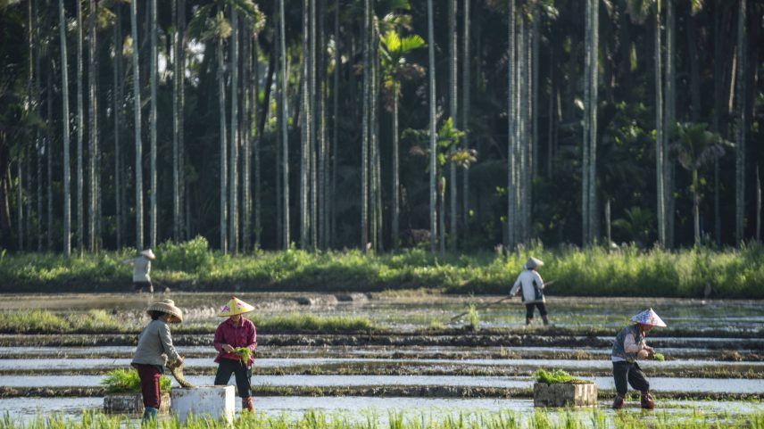 Plantação de arroz em Qionghai, na China - Meng Zhongde - 21.mai.2025/Xinhua (Foto: Meng Zhongde - 21.mai.2025/Xinhua)