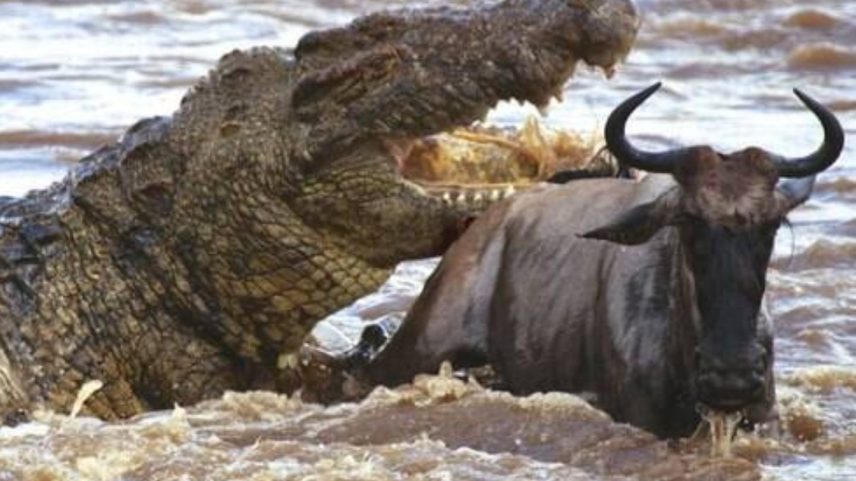 Crocodilo Gustave teria matado 300 pessoas (Foto: Divulgação)
