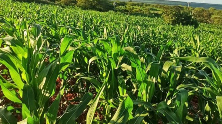 Safra de feijão e arroz chega ao mercado e deve reduzir ainda mais a inflação da alimentação em domicílios (Foto: Divulgação)