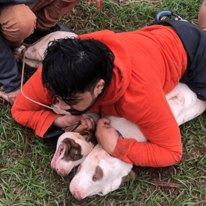 Lutador de muay thai enfrenta e controla pitbulls durante ataque em MS