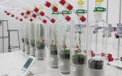 α-Copaeno se destaca como repelente eficaz contra insetos do greening em citros