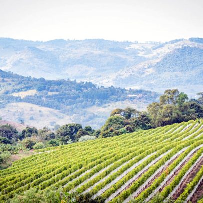 Vinha e gastronomia se unem em experiência única na vinícola Guaspari