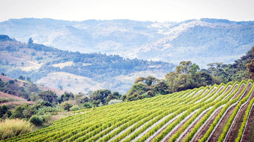 Vinhedos da Vinícola Guaspari, em Espírito Santo do Pinhal (SP) - Divulgação (Foto: Divulgação)