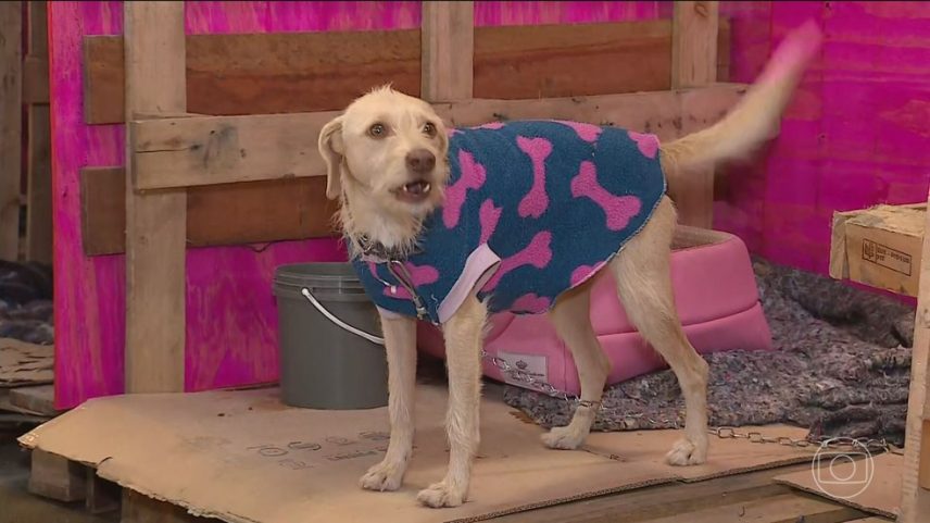 Voluntários se mobilizam para acolher animais resgatados na cheia no Rio Grande do Sul (Foto: Reprodução/TV Globo)