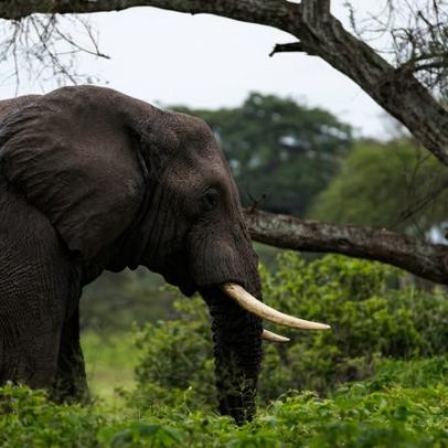 Primeiro avistamento de elefante em 6 anos anima retorno ao parque no Senegal