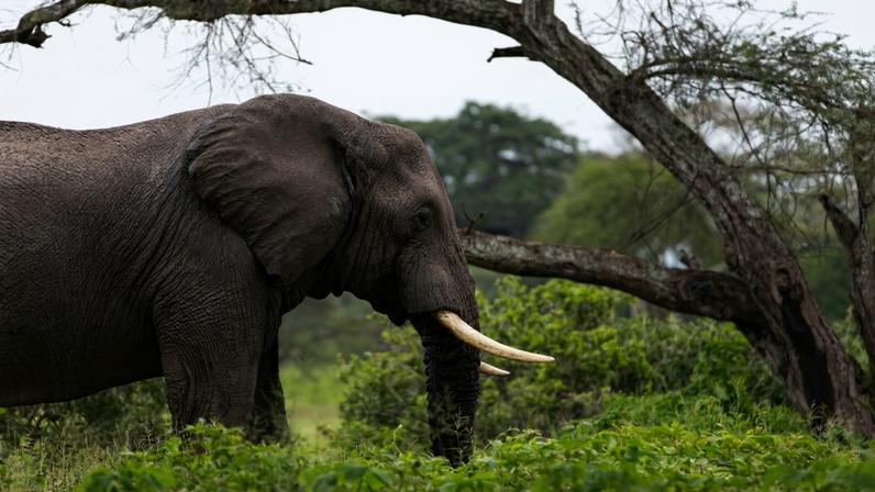 Ousmane, the bull elephant that was captured by the camera trap in Niokolo-Koba National Park recently. Video courtesy of Panthera & Senegal’s National Parks Directorate (DPN)