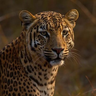 Leopardos esquecidos enfrentam extinção silenciosa por caça e comércio