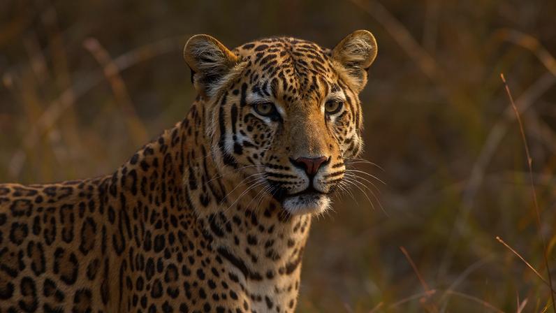 Leopards — solitary, enigmatic, nocturnal predators with golden fur splashed with dark rosette spots — have the widest range of any big cat.