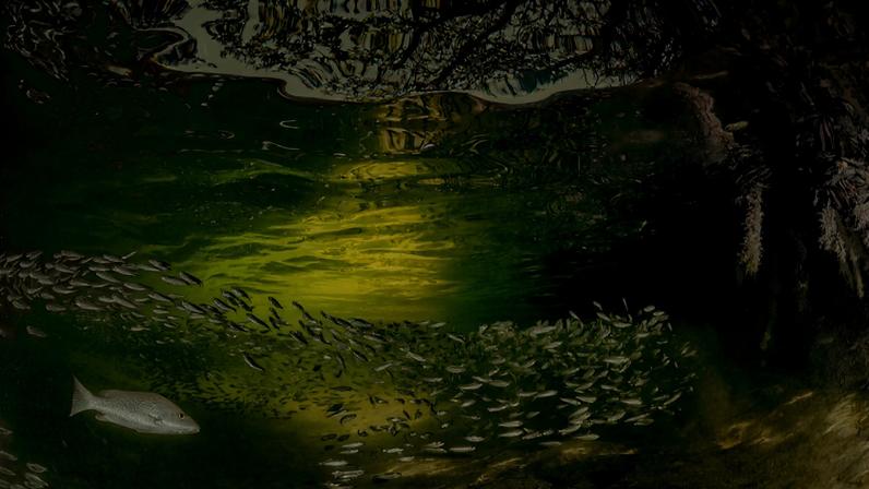 Mangrove portal