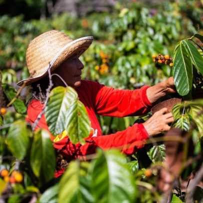 Agricultura familiar recebe R$ 1 bilhão em crédito no Norte e Centro-Oeste
