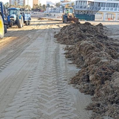 10 toneladas de alga invasora são removidas das praias de La Línea em 48 horas