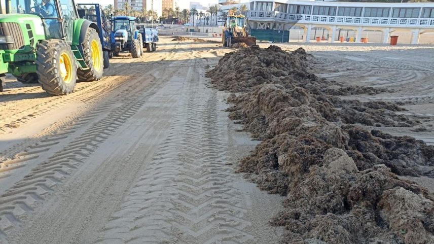 Algas invasoras 'Rugulopteryx okamurae' retiradas na praia de La Caleta de Cádiz. (Foto: AYUNTAMIENTO DE CÁDIZ)