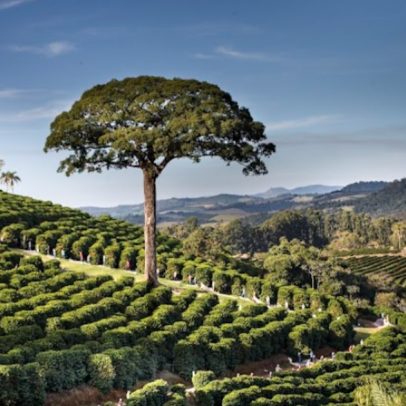 Orfeu planeja expansão no mercado de cafés especiais com foco em crescimento sustentável