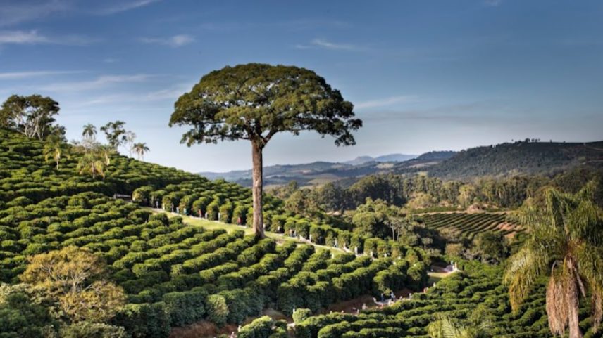 Jequitibá da Orfeu, na fazenda Sertãozinho, em Botelhos, Minas Gerais. (Foto: Araquém Alcantara)
