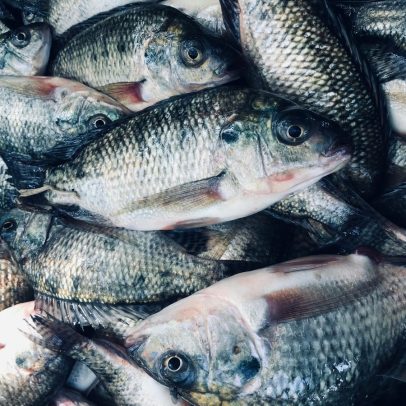 Setor de pescados cancela contratos e contêineres devido a tarifas dos EUA
