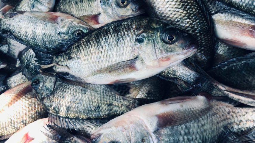 Indústrias de pescados já começaram a cancelar contratos e o envio de contêineres para os Estados Unidos (Foto: Metmiku Yohanes Mena/Pexels)