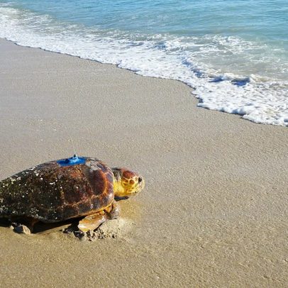 Jabutis e tartarugas podem sentir emoções como mamíferos e aves, revela estudo
