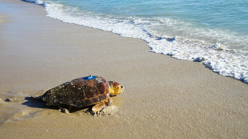 Uma tartaruga-cabeçuda retorna ao oceano com um transmissor de satélite conectado por pesquisadores da Sea Turtle Conservancy (Foto: Evan Copper/Sea Turtle Conservancy)