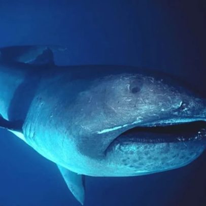 Tubarão raro encontrado em Sergipe será exibido no Projeto Tamar