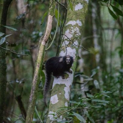 Primata ameaçado é avistado em trilha de parque no Rio de Janeiro