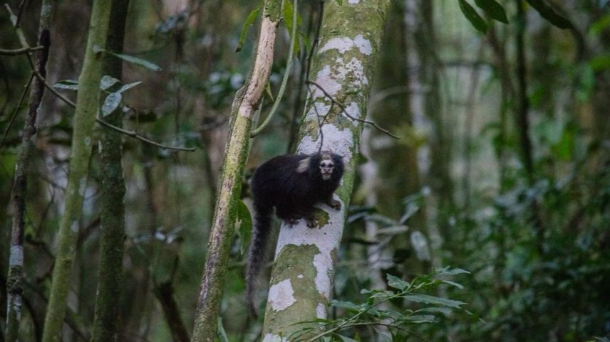 Sagui-da-serra-escuro (Callithrix aurita) no Parque Estadual do Desengano — Foto: Divulgação/ Samir Mansur