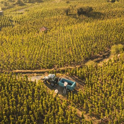 Caves cooperativas enfrentam crise no setor vitivinícola brasileiro
