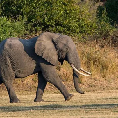 Homenagens emocionantes a professor morto por elefante em trágico acidente