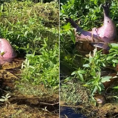Sucuri é flagrada devorando capivara em rio do Mato Grosso do Sul; assista ao vídeo