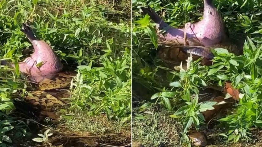 Sucuri é filmada enquanto devora capivara em rio no Mato Grosso do Sul (Foto: Reprodução/Redes Sociais/Célio Araujo)