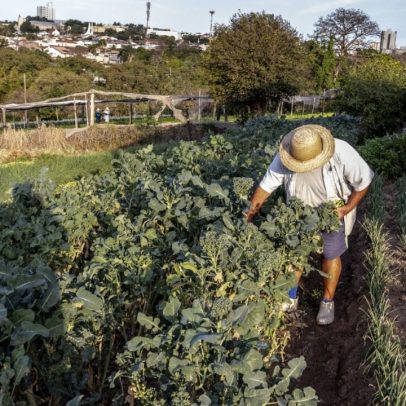 Recuperação da vegetação nativa gera lucros, aponta pesquisa recente