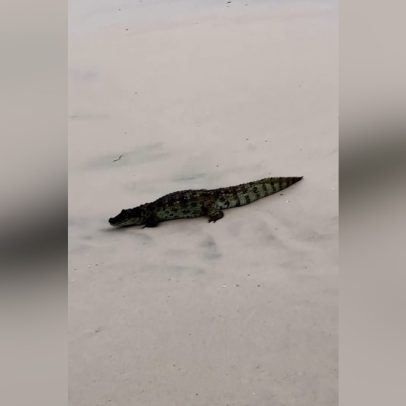 Filhote de jacaré é flagrado na Praia da Macumba em vídeo impressionante