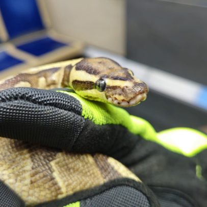 Cobra de estimação causa confusão em trem nos Estados Unidos após fuga do tutor