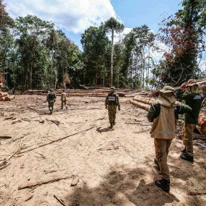 Empresas multadas pelo IBAMA lucram US$ 15 milhões com crédito de carbono na Amazônia