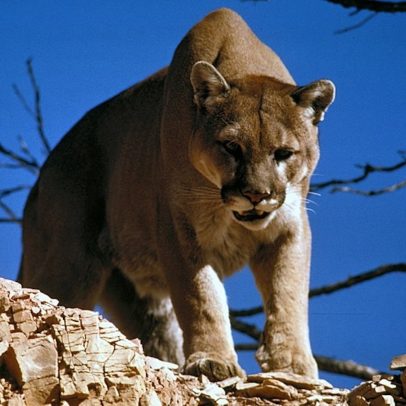 Puma é abatido após ataque repentino a criança em trilha nos Estados Unidos