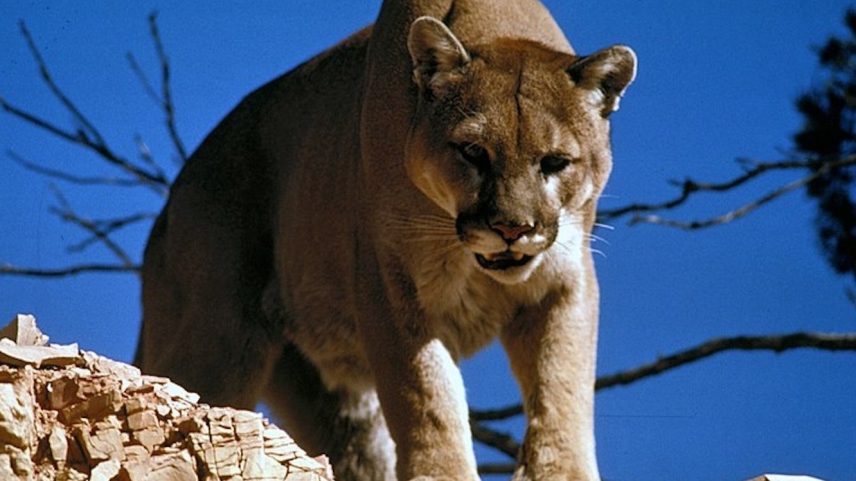 Onça-parda, também conhecida como puma concolor, chega a medir até 155 centímetros de comprimento, sem a cauda, e pode pesar até 72 quilos. (Foto: Reprodução/Wikipedia)