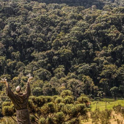 Produção de azeite no sul de Minas cresce com música erudita para as oliveiras