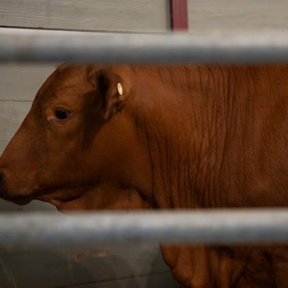 Estados Unidos fecha fronteira novamente para gado mexicano devido a praga agrícola
