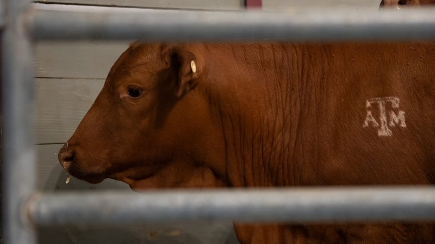 Ganhado em Texas, em março de 2025. (Foto: Meredith Seaver/AP)