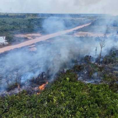 Pará lidera desmatamento em junho, mesmo sendo sede da COP30