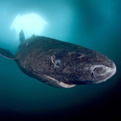 Animais marinhos podem ajudar a prever furacões e fenômenos naturais