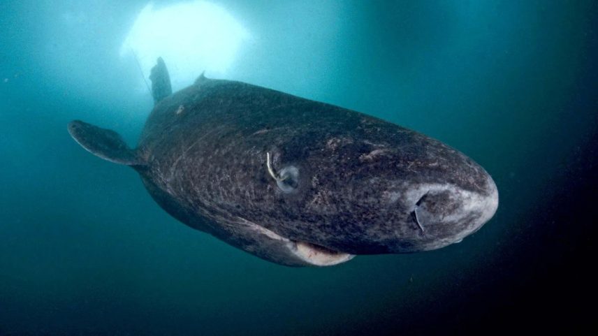 Tubarão-da-Groenlândia vive 400 anos e explicação está no DNA do animal. (Foto: The Shark Museum)