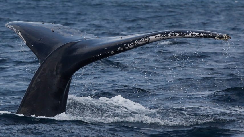 Baleia avistada em expedição de observação que sai de Niterói (Foto: Custodio Coimbra)