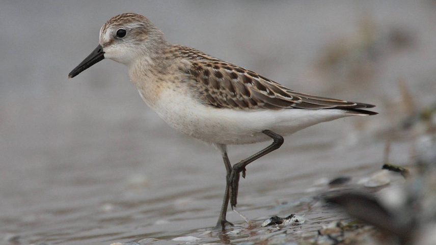 O pássaro maçarico-rasteirinho (Calidris pusilla) (Foto: Wikimedia Commons)