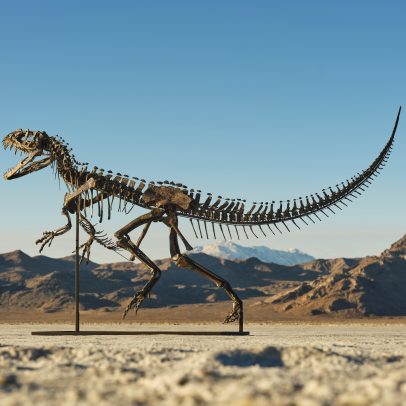 Fóssil de dinossauro ceratossauro juvenil é leiloado por R$ 30,5 milhões